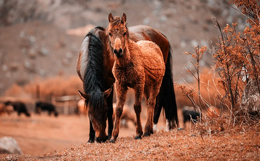 C7C7.APP